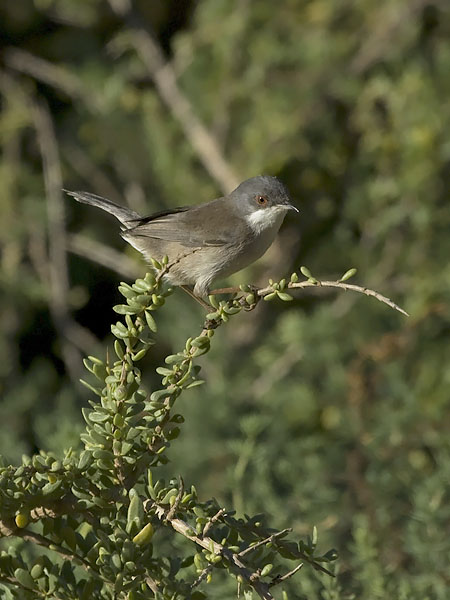 Samettipääkerttu, Sardinian Warbler, Sylvia melanocephala